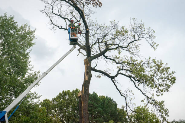 Reliable Norman Park, GA  Tree Services Solutions