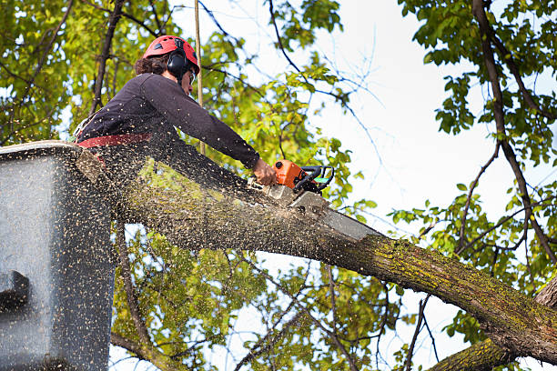 How Our Tree Care Process Works  in  Norman Park, GA